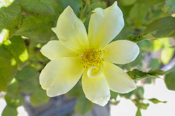pale yellow flower