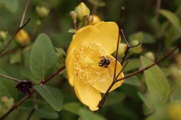 Hooker's St. John's Wort, Hypericum hookerianum