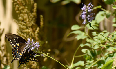 Male black swallowtail butterfly on agastache plant