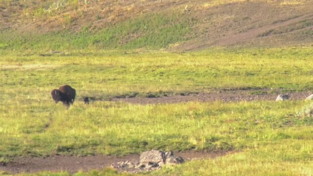 Black wolf comes up behind a buffalo but then turns and runs away
