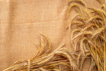 Spike view. Whole, barley, harvest wheat sprouts. Wheat grain ear or rye spike plant on linen...