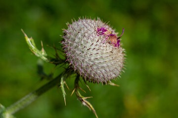 Gew&ouml;hnliche Kratzdistel Cirsium vulgare, Lanzett-Kratzdiestel niemand