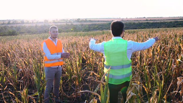 Farmer dissatisfied with the damage caused to the corn crop. Agronomist inspecting drought gauges.