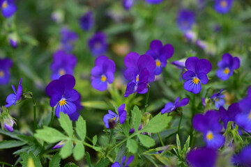 Blue and yellow night violet flowers Pansies like lanterns