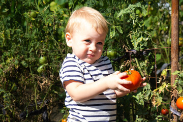 Vegetable garden - little boy picking ripe organic tomatoes.