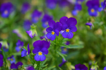 Blue and yellow night violet flowers Pansies like lanterns