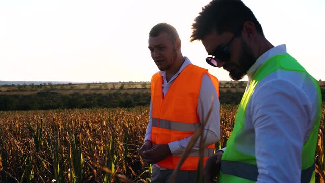 Close-up with two agronomists disappointed by the very poor corn harvest.