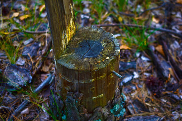 A rotten stump in the forest cut down by someone