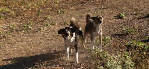 Two rabid dogs throw themselves at the camera lens.