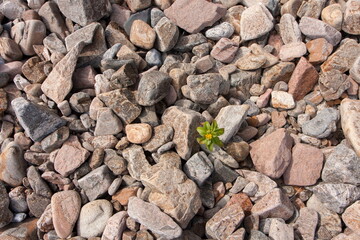 the flower sprouted in the middle of rocky soil
