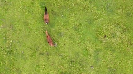 Aerial view of Horses grazing in the mountain meadows, overhead viewpoint