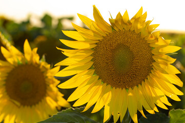 Fototapeta premium Sunflower Flower Blossom. Golden sunflower in the field backlit by the rays of the setting sun.