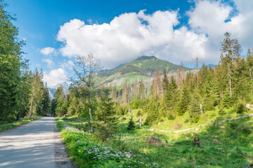 Fototapeta na wymiar View on the way to the Sea's Eye lake in Tatra National Park.