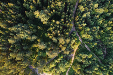 Aerial top view of summer green trees tops in forest with road.