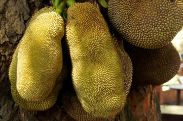 Some jackfruit in a tree on a farm.