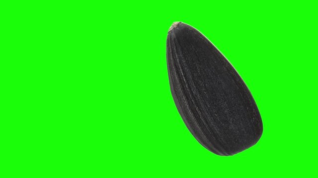 Ripe sunflower black seed on green chromakey background. Mock-up template. Spinning around. Detailed 3d animation 4K