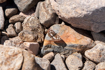 Butterfly on stones and pebbles on the shore in the water, various colors and textures