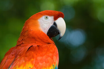 Profile of a macaw on a bokeh background