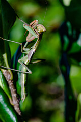 Big green mantis on a branch