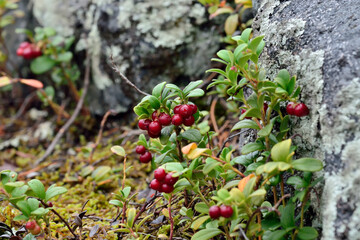 Ripe red berries of a cowberry close up
