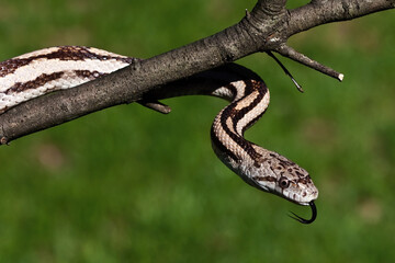 Naklejka na ściany i meble Gulf Hammock Rat Snake flicking tongue on tree branch