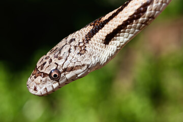 Close-up of a Gulf Hammock Rat Snake