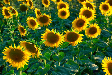 Fototapeta premium sunflower - bright field with yellow flowers, beautiful summer landscape in sunset