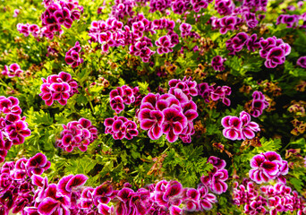 pink geranium flowers close up view with bokeh