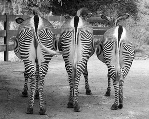 Tres cebras en el zoo