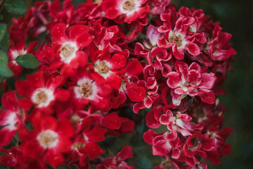 close up of pink flowers