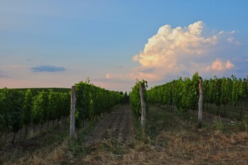Fototapeta na wymiar Moravian Vineyard during Golden Hour with Colorful Cloud in Palava Protected Landscape Area. Czech Green Vineyard in South Moravia.