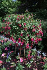 Fototapeta na wymiar Blooming Fuchsia regia