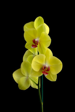 Orqu&iacute;dea Amarilla