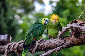 green winged macaw