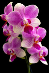Obraz na płótnie Canvas Orquídea