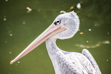 pelican on a beach