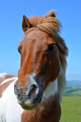 Dartmoor pony, portrait outdoors