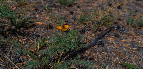 Beautiful orange spotted butterfly sits on a flower against a background of green grass