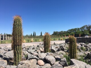 Landscape with cactus