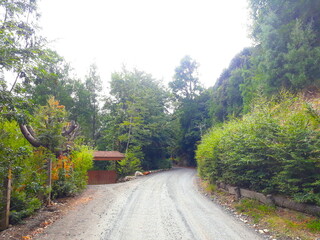 Camino rural, sur de Chile, vegetación