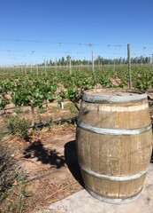 Old wine barrel in Mendoza Vineyard