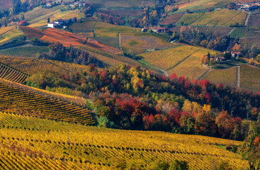 Autumnal vineyards and colorful trees on the hills of Langhe.