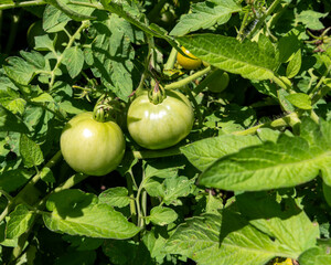 Green tomatoes growing on plants in a garden. Round green fruits ripening on the vines