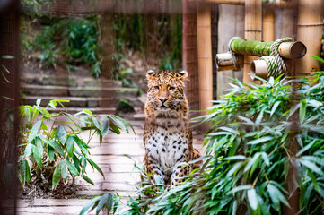 Leopard im Zoo