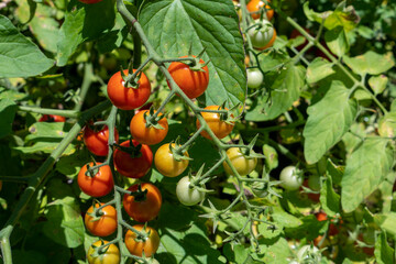 Bunches of cherry tomatoes ripening on vines in a home garden. Concepts of gardening, fresh ingredients and homesteading