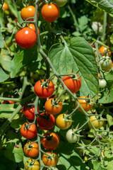 Cherry tomatoes grow on a healthy green plant. Portrait orientation.
Concepts of gardening, homesteading, fresh and healthy