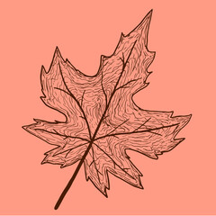 Vintage autumn leaf drawn by strokes on an orange background