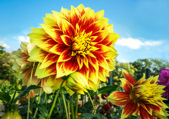 Dahlia in Red and Yellow