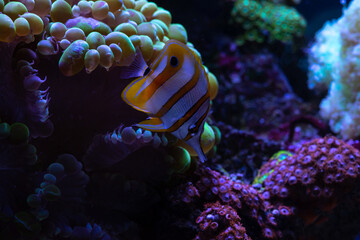 Nice violet red orange colored sea aquarium fish Chelmon rostratus marine life nature pets