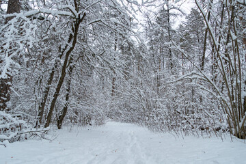 Road through frozen forest with snow. Winter landscape